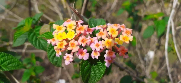 Batı Hint Lantana Yaygın Olarak Bilinen Bir Çiçekli Bitki Türüdür — Stok fotoğraf