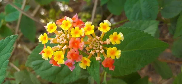 Batı Hint Lantana Yaygın Olarak Bilinen Bir Çiçekli Bitki Türüdür — Stok fotoğraf