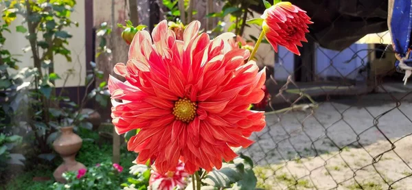 Nejkrásnější Orange Dahlia Flower Původní Místo Tohoto Květu Mexiko Střední — Stock fotografie