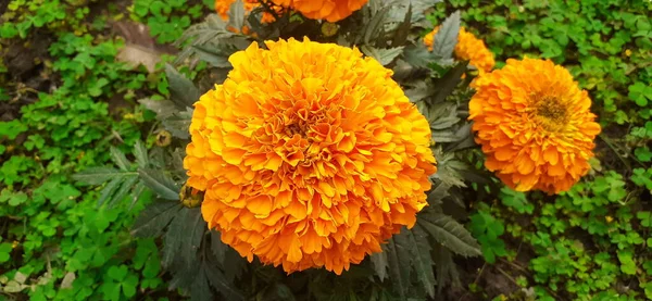 Najpiękniejszy Meksykański Kwiat Nagietka Jest Również Znany Aztec Marigold Big — Zdjęcie stockowe