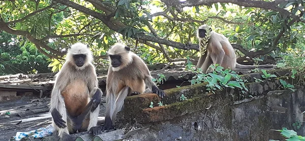 Indian Gray Langur Also Known Langur Hanuman Hanuman Monkey Langur — Stock Photo, Image