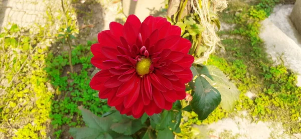 Nejkrásnější Tmavě Červená Dahlia Květ Rozmazaným Pozadím Původní Místo Tohoto — Stock fotografie