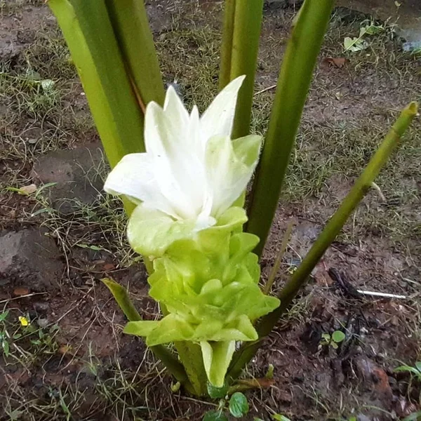 Curcuma Est Une Plante Fleurs Famille Gingembre Est Également Connu — Photo