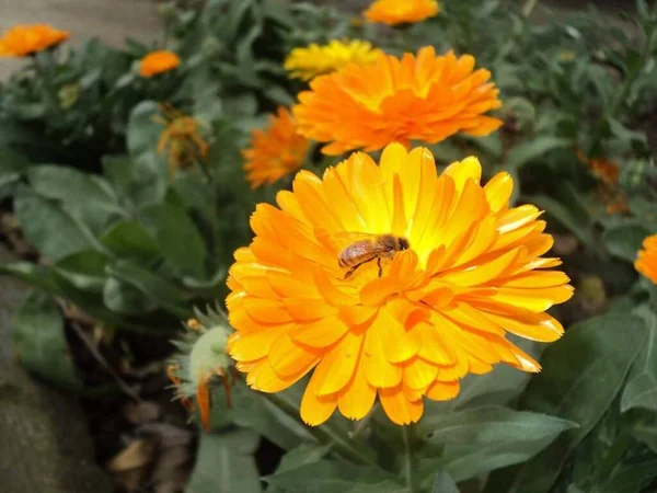 Vacker Orange Färg Ringblomma Och Honung Bee Sitter Denna Blomma — Stockfoto