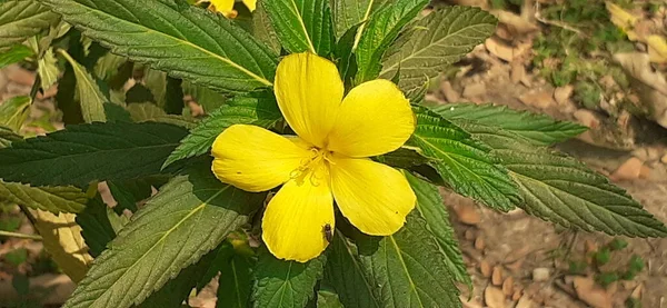 ターンレラ ウルミフォリアラヤギ ダシャロンやイエロー アルダーとも呼ばれます パッシフロリア科の植物です この開花植物の原産地はメキシコと西インドです — ストック写真