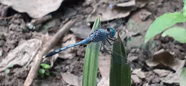 Chalky Percher Species Dragonfly Also Known Ground Skimmer Mostly Founded — Stock Photo, Image