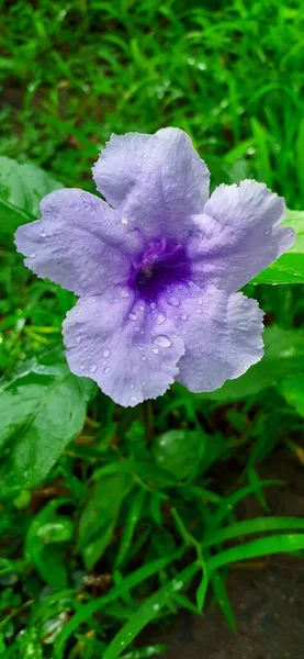 Ruellia Tuberosa Kwiat Znany Również Jako Minnieroot Korzeń Gorączki Jest — Zdjęcie stockowe