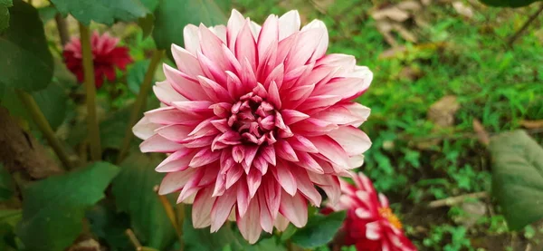 Rote Und Weiße Dahlien Blühen Garten Heimat Dieser Blume Ist — Stockfoto