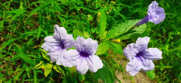 Ruellia Tuberosa Kwiat Znany Również Jako Minnieroot Korzeń Gorączki Jest — Zdjęcie stockowe