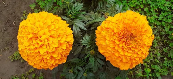 Legszebb Marigold Virág Ismert Aztec Marigold Big Marigold Szülőhelye Mexikó — Stock Fotó