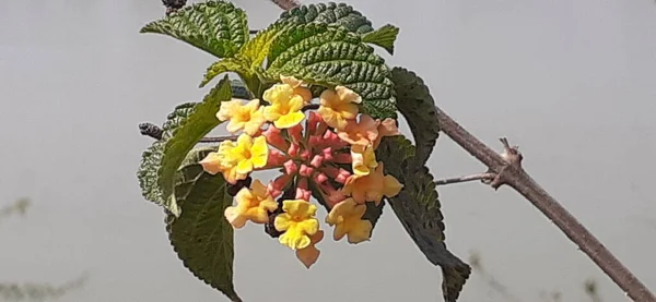 란타나 West Indian Lantana 식물의 일종이다 원산지는 중앙아메리카와 남아메리카 지방이다 — 스톡 사진