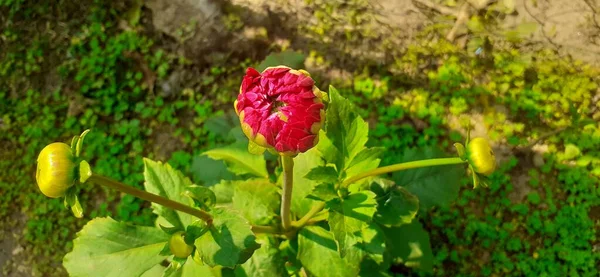 最美丽的红色大丽花花蕾 原产于墨西哥和中美洲 这也是墨西哥的国花 — 图库照片