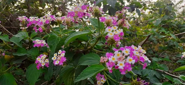 Lantana Camara Néven Ismert Common Lantana Egy Faj Virágzó Növény — Stock Fotó