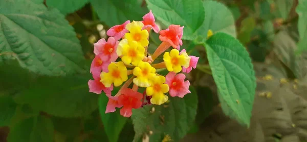 西印度兰塔纳 West Indian Lantana 也被称为普通兰塔纳 Common Lantana 是一种开花植物 它的发源地是中美洲和南美洲热带地区 但它从美国传播到了包括亚洲和大洋洲在内的50多个国家 — 图库照片