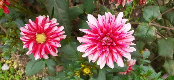 Bahçedeki Kırmızı Beyaz Dahlia Çiçeği Çiçeğin Doğal Yeri Meksika Orta — Stok fotoğraf