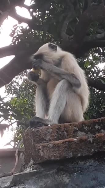 Indischer Grauer Langur Affe Auch Als Langur Hanuman Und Hanuman — Stockvideo