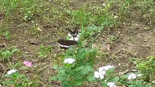 Papilio Polytes Uma Espécie Insetos Lepidópteros Mais Especificamente Borboletas Esta — Vídeo de Stock