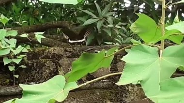 Mormon ya da Papilio Polytes kırlangıç kelebeğinin yaygın bir türüdür. Bu kelebek çoğunlukla Asya kıtasında bulunur..