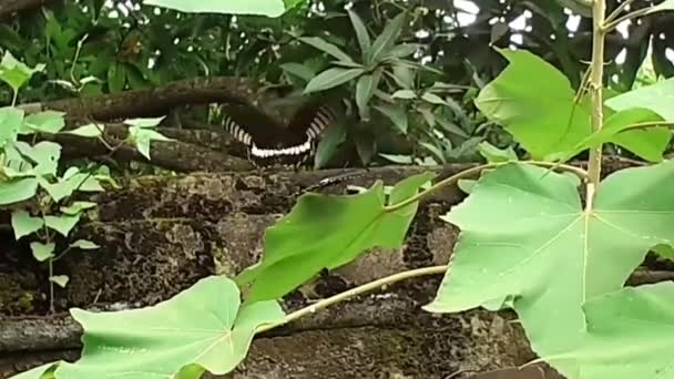 Κοινό Mormon Papilio Polytes Είναι Κοινό Είδος Πεταλούδας Που Καταπίνει — Αρχείο Βίντεο