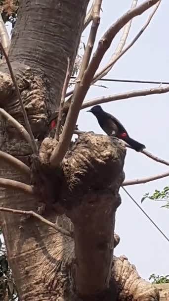 木の枝で遊ぶ赤い通気性のブルブル鳥のペア — ストック動画