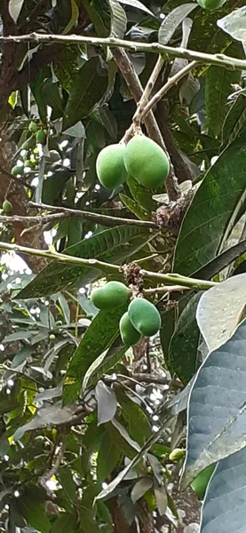 Πράσινο Ανώριμο Μάνγκο Κρέμεται Στο Δέντρο Μάνγκο — Φωτογραφία Αρχείου