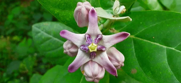 자이언트 로트로 Calotropis Gigantea 크라운 Crown Flower 도알려져 있으며 식물은 — 스톡 사진
