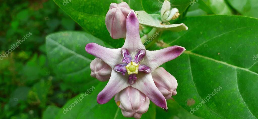 Purple Calotropis Gigantea Plant Seeds For Planting - NON GMO Seeds - Foto 11