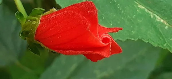 ワックスムローまたはマルバビスカスは 最も美しいムロー科の開花植物です タークス キャップ マロー マザパン スリーピングハイビスカスとも呼ばれる ネイティブ プレイス ワックス — ストック写真