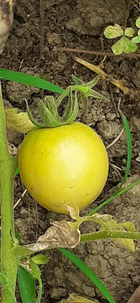 Зелений Помідор Garden Tomato Їстівним Сортом Berry Широко Відомим Tomato — стокове фото