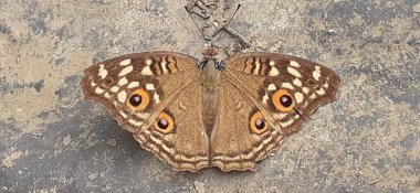 Lemon Pansy veya Junonia Lemonias, nemfobik kelebek familyasından bir kelebek türü. Çoğunlukla bahçede, açık ormanlık alanlarda ve Kamboçya 'da ve Güney Asya ülkelerinde kurulmuştur..