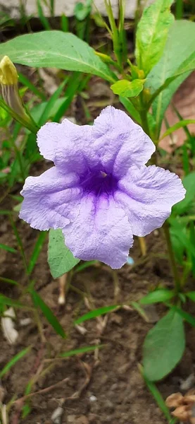 Ruellia Tuberosa Kwiat Znany Również Jako Minnieroot Korzeń Gorączki Jest — Zdjęcie stockowe
