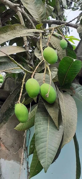 Πράσινα Πρόωρα Μάνγκο Κρέμονται Στο Δέντρο Μάνγκο — Φωτογραφία Αρχείου