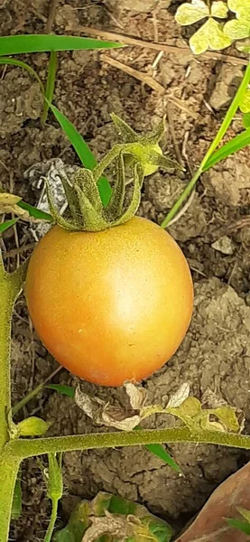 Ripe Orange Tomato White Background Tomato Edible Berry Commonly Known — ストック写真