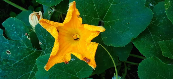 Legszebb Sárga Tök Virág Zöld Háttér Kertben — Stock Fotó