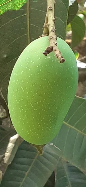 Most Beautiful Green Immature Mango Hanging Mango Tree — 스톡 사진