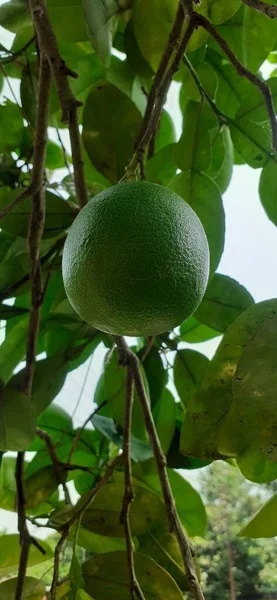 Πράσινα Ινδικά Φρούτα Pomelo Κρέμονται Στο Δέντρο — Φωτογραφία Αρχείου