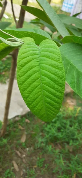 Most Beautiful Green Guava Leaf Green Leaves Background Garden — стоковое фото