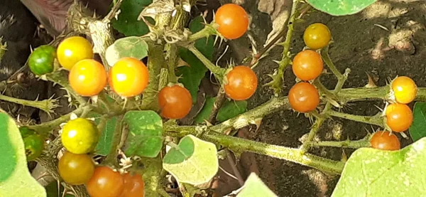 Solanum Indicum También Conocido Como Baya Venenosa Sombra Nocturna India — Foto de Stock