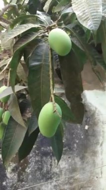 Mango ağacında asılı en güzel yeşil olgunlaşmamış mango..