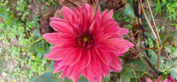 Light Red Dahlia Kertben Ennek Virágnak Szülőhelye Mexikó Közép Amerika — Stock Fotó