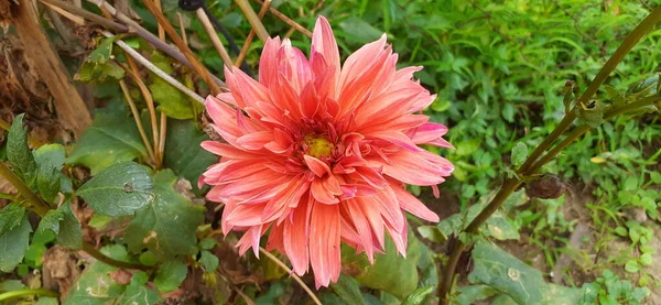 Den Vackraste Ljusorange Dahlia Blomma Född Plats För Denna Blomma — Stockfoto