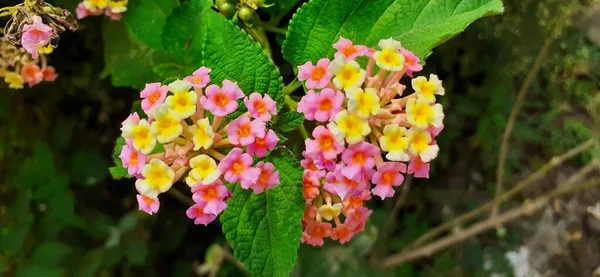 West Indian Pink Yellow Lantana Also Known Common Lantana Species — Stok fotoğraf