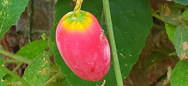 Ivy Gourd Also Known Coccinia Grandis Tindora Kowai Fruit Scarlet — Foto de Stock