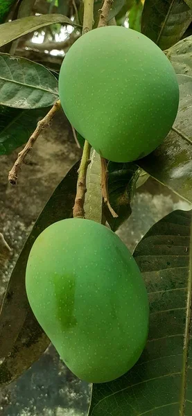 Most Beautiful Green Immature Mangoes Hanging Mango Tree — Stock Photo, Image