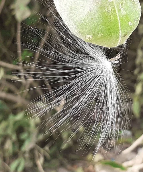 Parassóis Sedosos Mais Atraentes Ligados Semente Folículo Milkweed — Fotografia de Stock