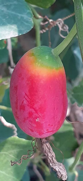 Efeukürbis Auch Bekannt Als Coccinia Grandis Tindora Kowai Frucht Und — Stockfoto