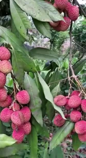 Litchi Lychee 과일나무 Litchi 식물이다 나무이며 남서부와 남동부의 푸젠성 원산지이다 — 비디오