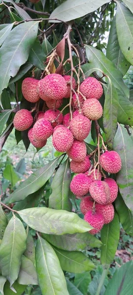 Litchi Lychee Soapberry Family Sole Member Genus Litchi Fruit Tree — Stock Photo, Image