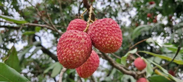 Litchi Lychee Είναι Ένα Μοναδικό Μέλος Της Οικογένειας Των Soapberry — Φωτογραφία Αρχείου