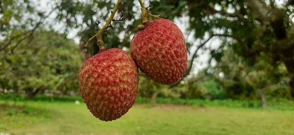 Litchi Lub Lychee Jest Jedynym Członkiem Rodziny Mydła Rodzaju Litchi — Zdjęcie stockowe